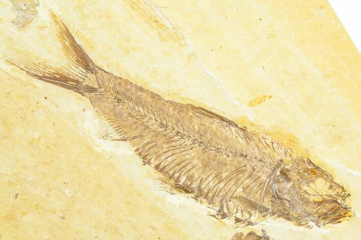 Detailed Fossil Fish (Knightia) - Wyoming #372347